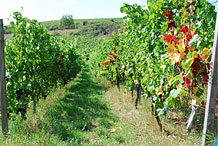 Our vineyards
